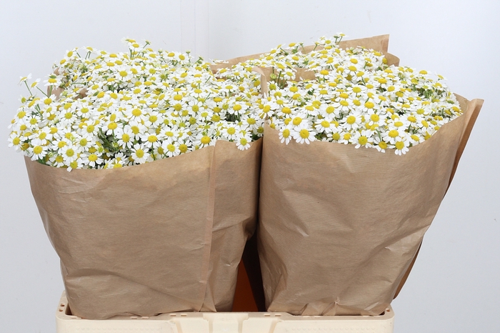 <h4>Tanacetum Pa Single Vegmo</h4>