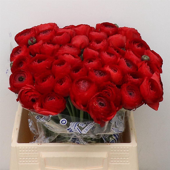 <h4>Ran Su Sr Red 311 Extra</h4>