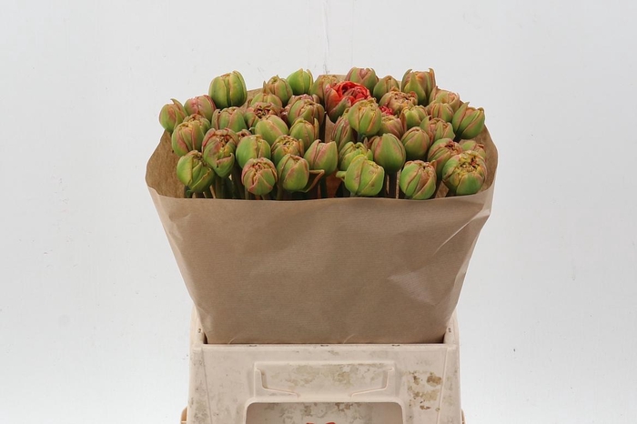 <h4>Tu Du Geneva</h4>