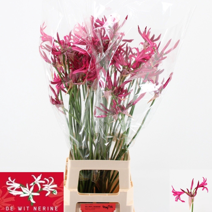 <h4>Nerine (Bowdenii Grp) 'Sanne'</h4>