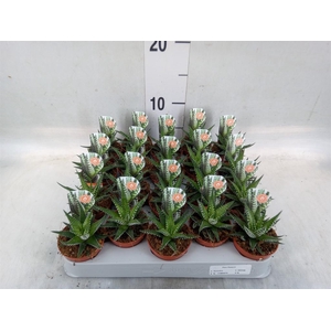 Haworthia fasciata 'Big Band'