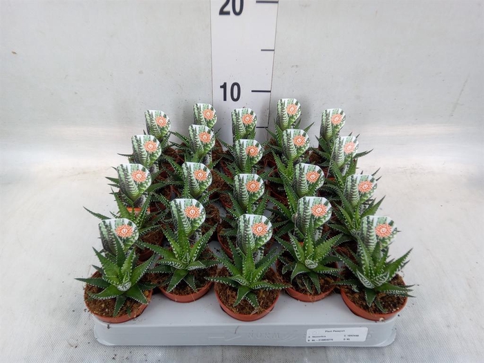<h4>Haworthia fasciata 'Big Band'</h4>