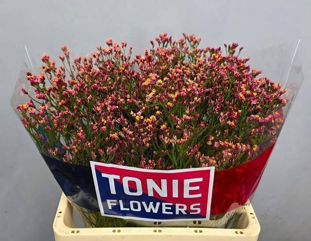 <h4>LIM SIN MAX DIAMOND</h4>