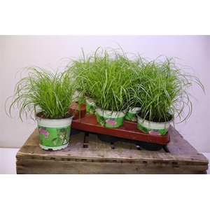 arr8 Cyper Alt Zumula