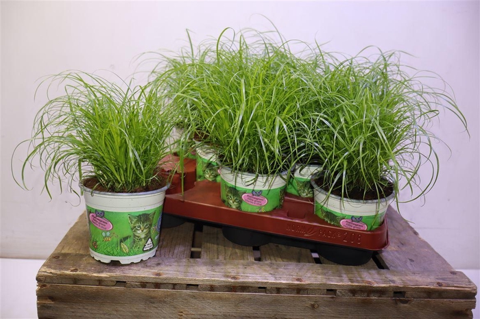 <h4>arr8 Cyper Alt Zumula</h4>