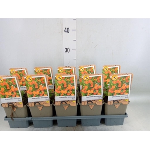 Potentilla atrosanguinea