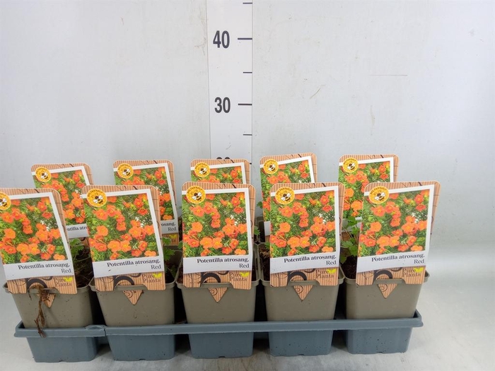 <h4>Potentilla atrosanguinea</h4>