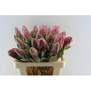 Protea Sharonet