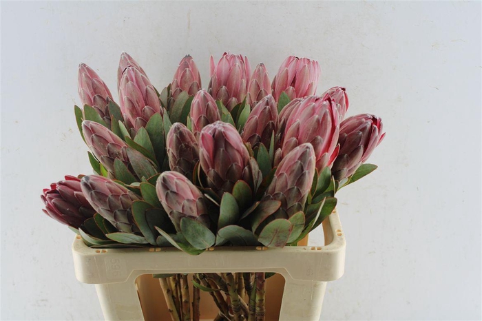 <h4>Protea Sharonet</h4>