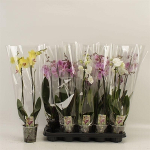 PHAL GEM