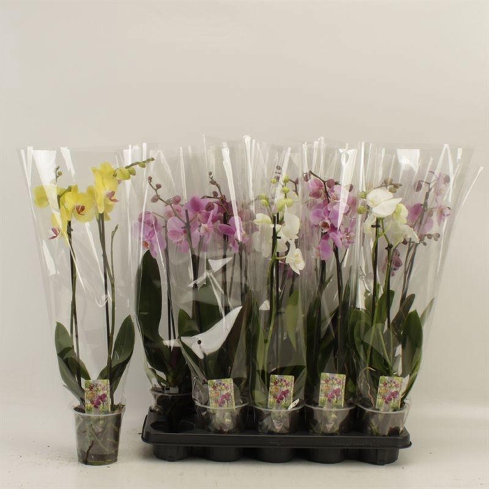 <h4>PHAL GEM</h4>