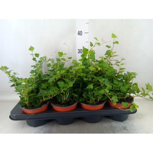 Hedera helix 'Wonder'