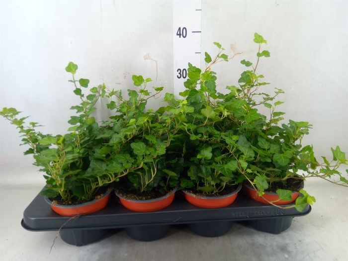 <h4>Hedera helix 'Wonder'</h4>