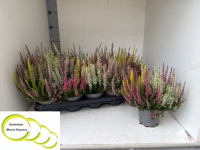 <h4>CALLU BL  QUATTRO P11</h4>