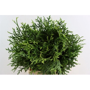 Chamaecyparis Thujopsis Dolabrata
