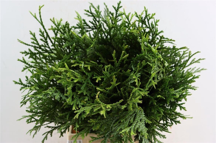 <h4>Chamaecyparis Thujopsis Dolabrata</h4>