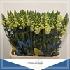 Antirrhinum Nl. Ho Dou White