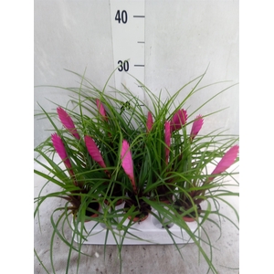 Tillandsia cyanea 'Anita'