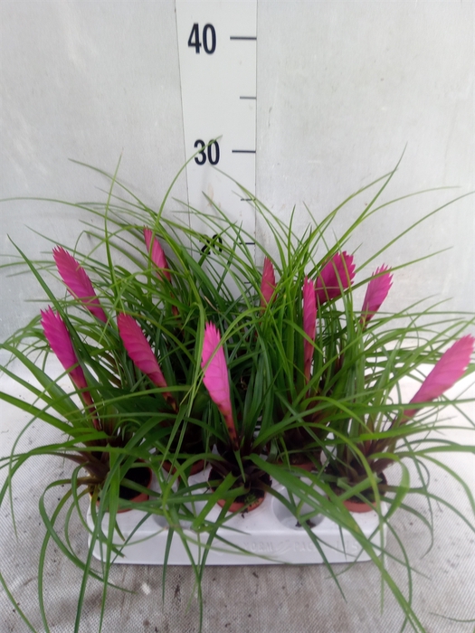 Tillandsia cyanea 'Anita'