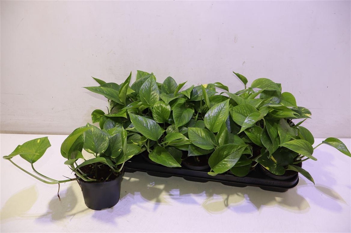 <h4>Epipr Aureum</h4>