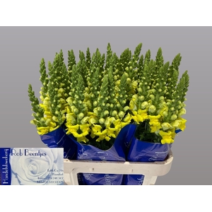Antirrhinum Poto Yellow