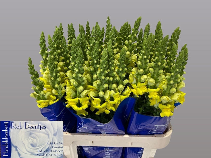 <h4>Antirrhinum Poto Yellow</h4>