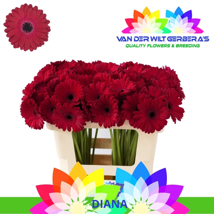 <h4>Germini Diana Water</h4>