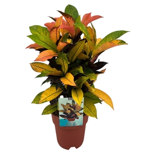 Codiaeum Variegatum Mrs. Iceton (Peat free / Veenvrij)