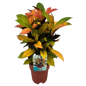 Codiaeum Variegatum Mrs. Iceton (Peat free / Veenvrij)