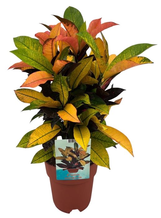 <h4>Codiaeum Variegatum Mrs. Iceton (Peat free / Veenvrij)</h4>