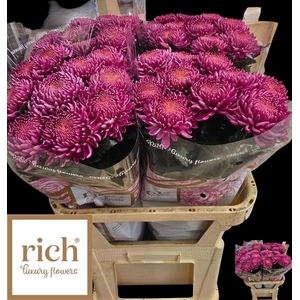 CHR G BIGOUDI PINK