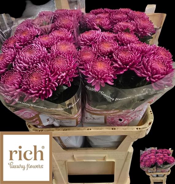 <h4>CHR G BIGOUDI PINK</h4>
