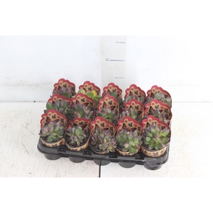 SUCULENTAS VARIADAS ESPECIAIS P06