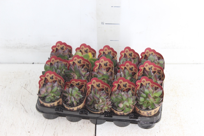 <h4>SUCULENTAS VARIADAS ESPECIAIS P06</h4>