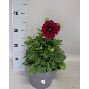 Dahlia 19 cm  Dark Rose