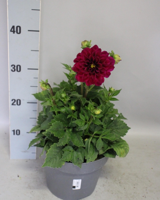 <h4>Dahlia 19 cm  Dark Rose</h4>