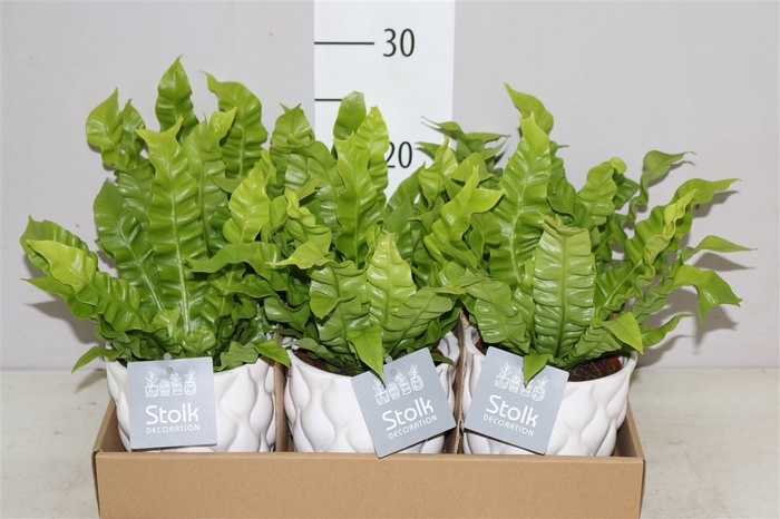 <h4>Asplenium Crispy Wave Ariel Keramiek</h4>