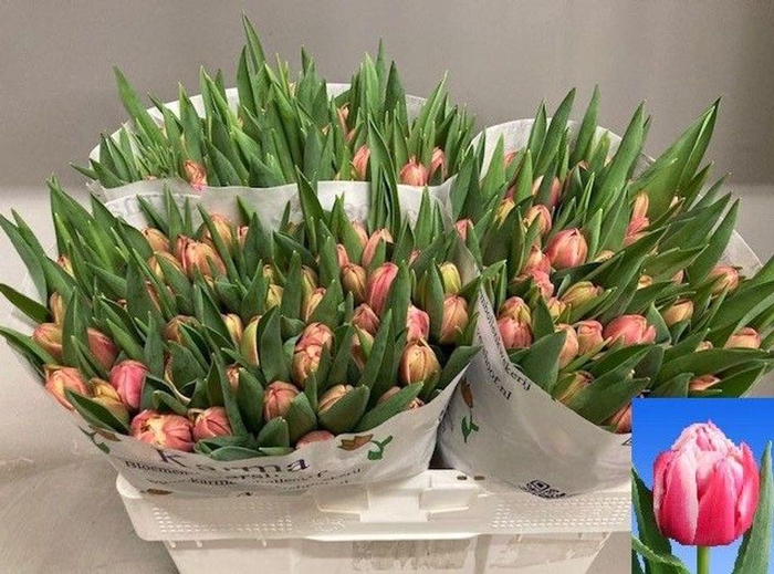 <h4>Tulipa do columbus</h4>