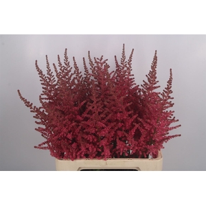 Astilbe Coral Island New