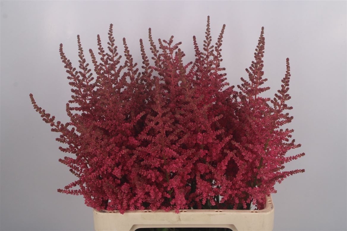 <h4>Astilbe Coral Island New</h4>