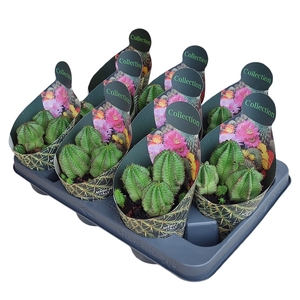 EUPHORBIA ANOPLIA - POT Ø 10,5 - COLLECTION WITH POTCOVER (SUCCULENTEN)