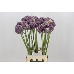 ALLIUM MRS BOUQUET ALLIUM MRS BOUQU