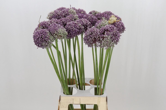 <h4>ALLIUM MRS BOUQUET ALLIUM MRS BOUQU</h4>