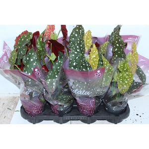 BEGONIA MACULATA P13 PO