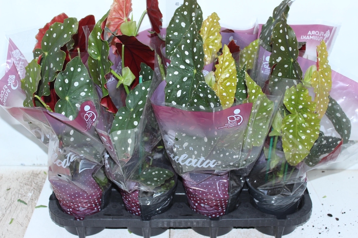<h4>BEGONIA MACULATA P13 PO</h4>
