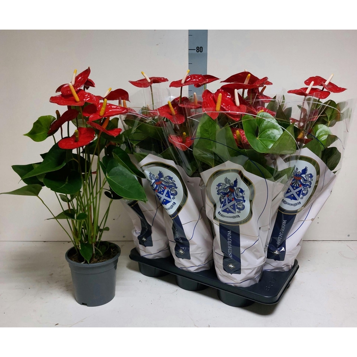 <h4>ANTHU A JAMBO RED</h4>