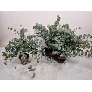 EUCAL GUNNII