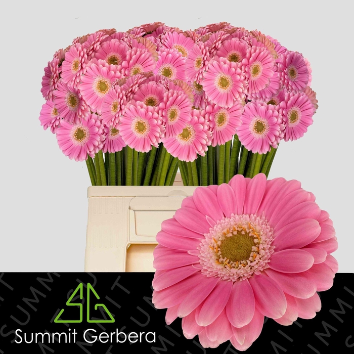 <h4>GERBERA MI 'PHILOU'</h4>