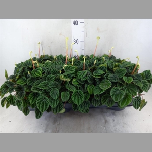Peperomia caperata 'Lilian'