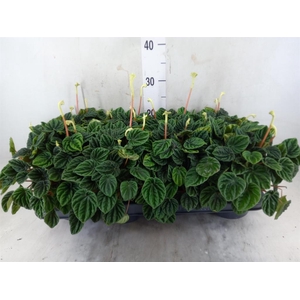 Peperomia caperata 'Lilian'